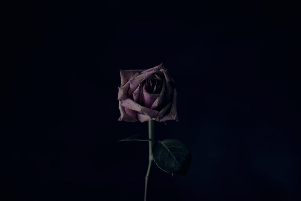 Rose in Dark