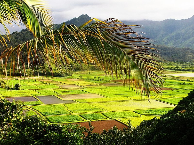 Field in Kauai