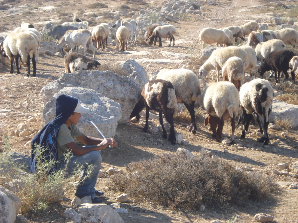 Image of Palestinian boy tending to his family's sheep