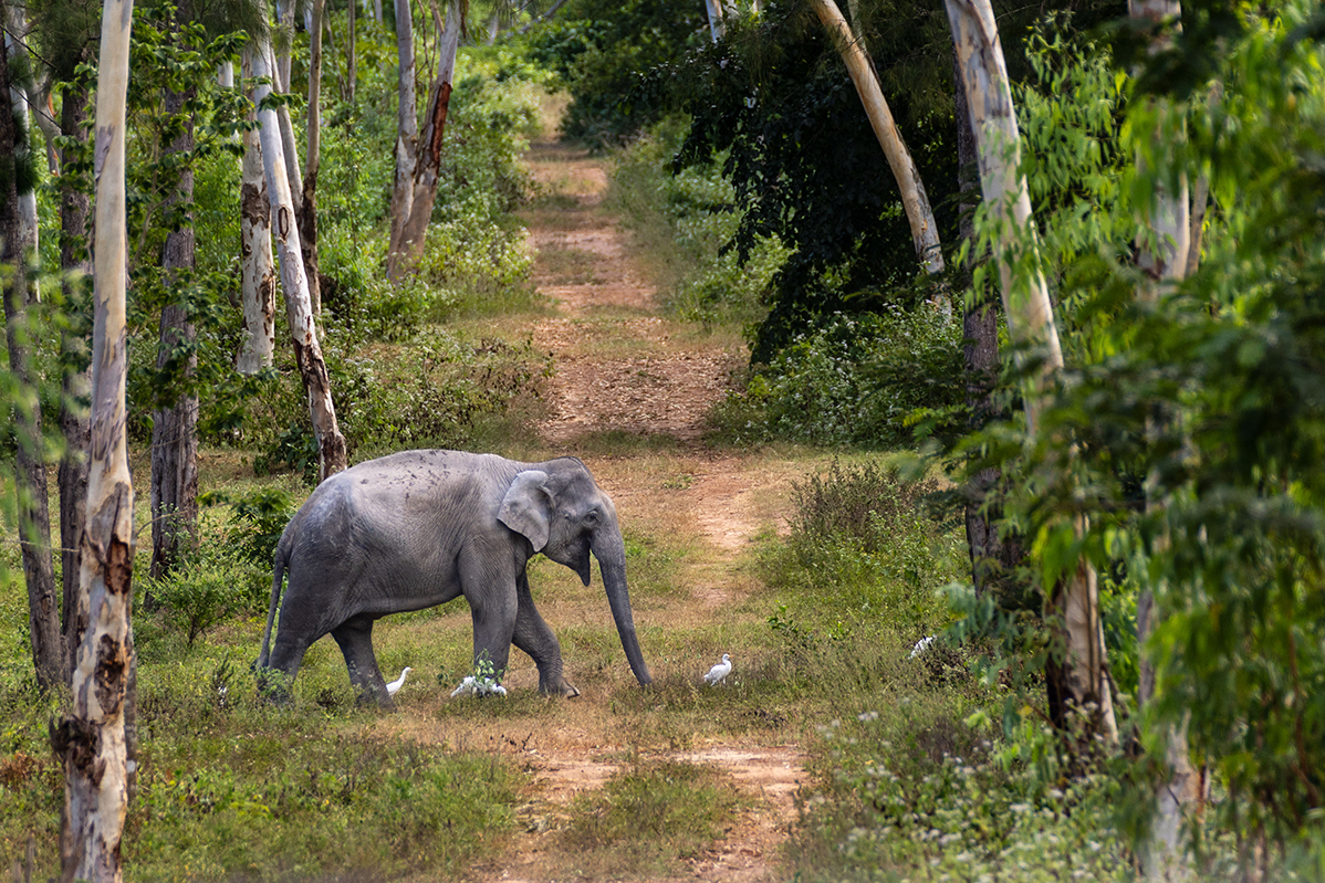 Elephant crossing a dirt road